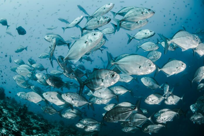 Photo by Sebastian Pena Lambarri silver fishes underwater
