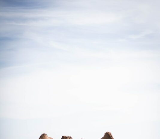 6월 이슬람 성지순례…“사우디 방문 시 메르스 주의하세요” two brown camels near body of water