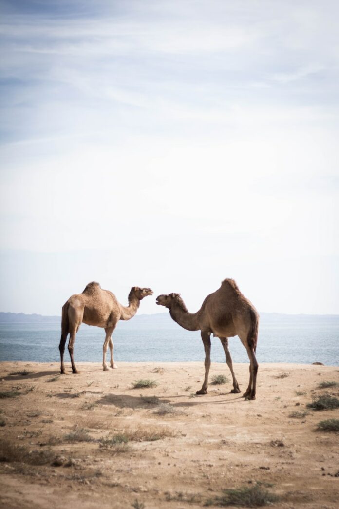 Photo by Sebastian Laube two brown camels near body of water