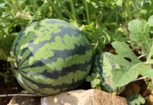 여름철 신선한 과일과 채소로 몸매 관리하기 a watermelon on a rock