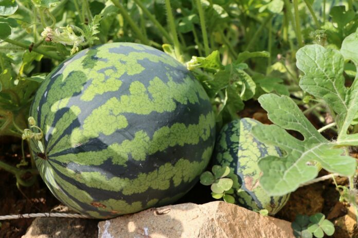 Photo by Nikki Son a watermelon on a rock