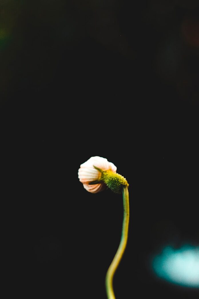 Photo by Nur Alamin white flower with green stem