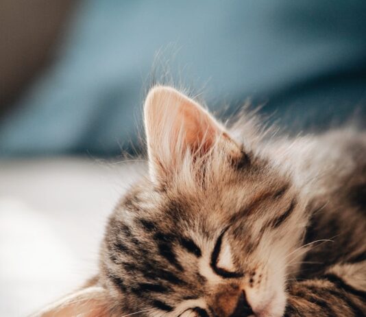 “잠을 자도 개운하지 않아요”… 수면 ‘질’을 높이는 멜라토닌 루틴 brown tabby kitten lying on white textile