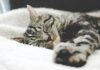 수면의 질이 건강을 좌우한다… 깊은 잠이 만드는 변화 silver tabby cat sleeping on white blanket