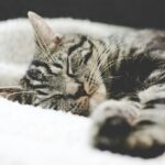 수면의 질이 건강을 좌우한다… 깊은 잠이 만드는 변화 silver tabby cat sleeping on white blanket